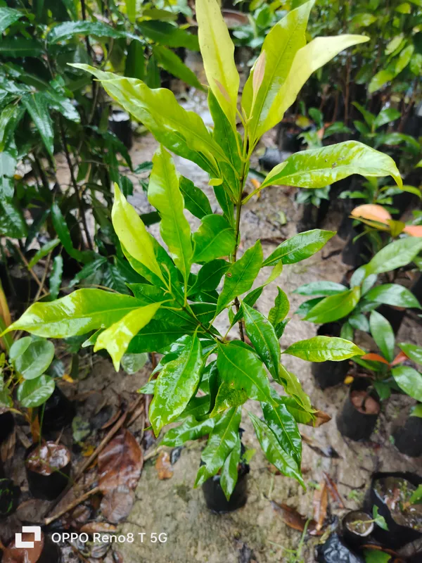 Clove_Lobongo_Masala_Spice_Plant