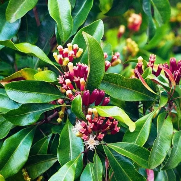 Clove_Lobongo_Masala_Spice_Plant