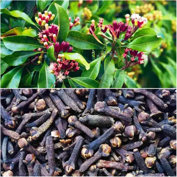 Clove_Lobongo_Air_Leading_Masala_Live_Plant