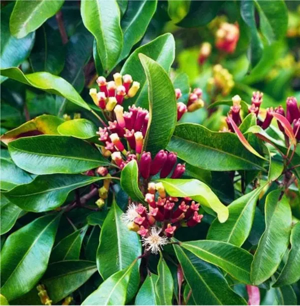 Clove_Lobongo_Air_Leading_Masala_Live_Plant