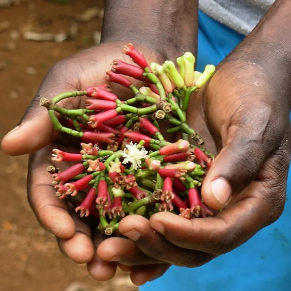 Black_Clove_Lobongo_Airlanding_Masala_Plant