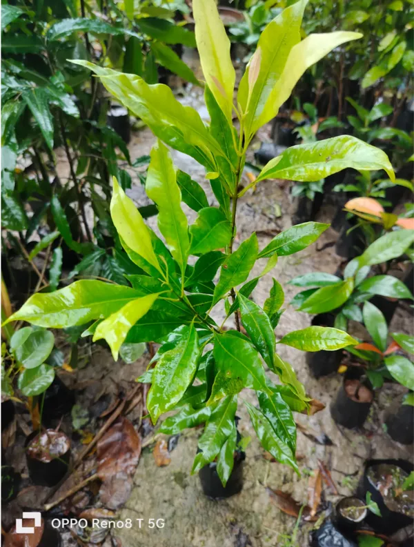 Black_Clove_Lobongo_Airlanding_Masala_Plant
