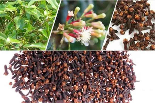 Black_Clove_Lobongo_Airlanding_Masala_Plant