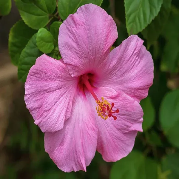 American_Hibiscus_Outdoor_Plant