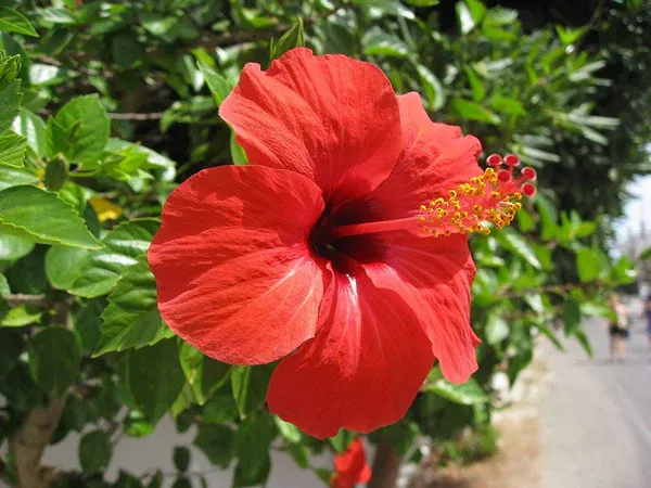 American_Hibiscus_Outdoor_Plant