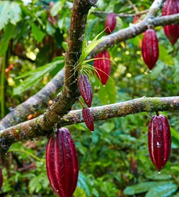 Coco_Fruit_Plant