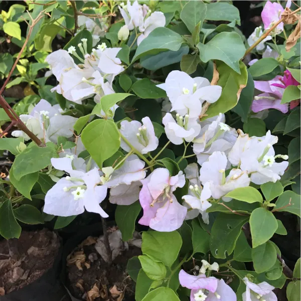 Coconut_Ice__Bougainvillea_Grafted__?_Flowering_Plant