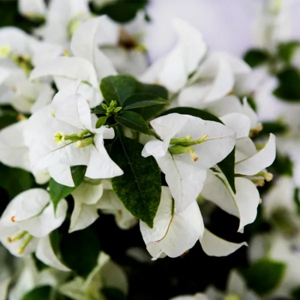 Coconut_Ice__Bougainvillea_Grafted__?_Flowering_Plant