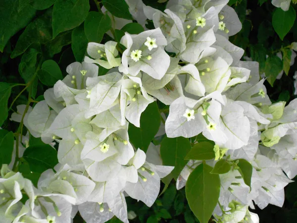 Coconut_Ice__Bougainvillea_Grafted__?_Flowering_Plant
