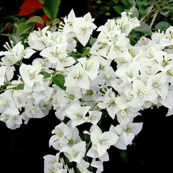 Coconut_Ice__Bougainvillea_Grafted__?_Flowering_Plant