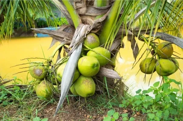 Vietnam_Coconut_Hybrid_Fruit_Plant