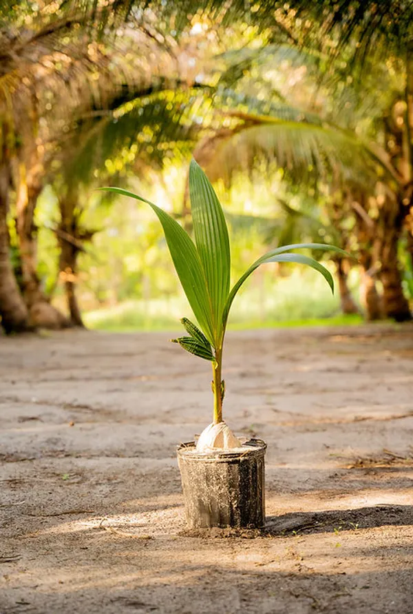 Vietnam_Coconut_Hybrid_Dwarf_Variety_Fruit_Plant