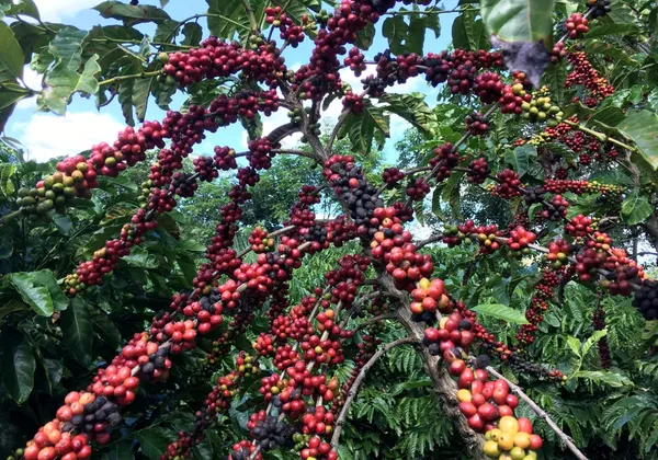Coffee_Fruit_Plant_(1.5-2_Feet_Height_Pack_Of_1)