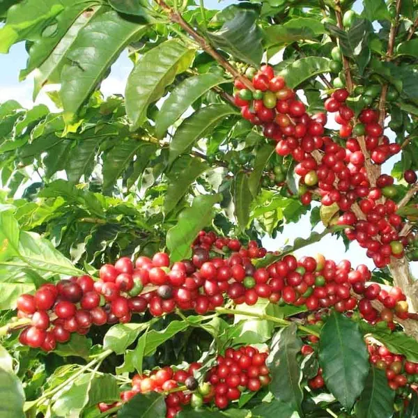 Coffee_Fruit_Plant_(1.5-2_Feet_Height_Pack_Of_1)