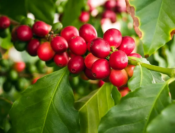 Coffee_Plant_For_Home_Gardening_(Hybrid,_Pack_Of_1)