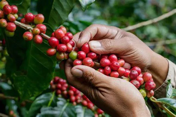 Coffee_Plant_For_Home_Gardening_(Hybrid,_Pack_Of_1)