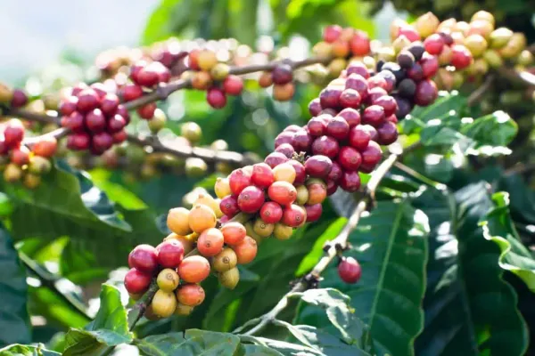 Coffee_Plant_For_Home_Gardening_(Hybrid,_Pack_Of_1)