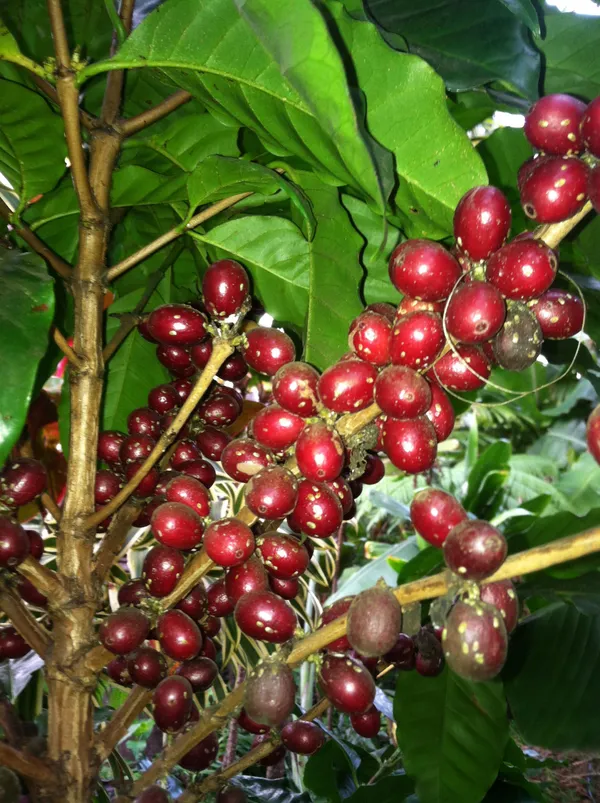 Coffee_Plant_For_Home_Gardening_(Hybrid,_Pack_Of_1)