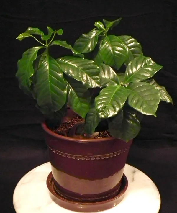 Coffee_Plant_For_Home_Gardening_(Hybrid,_Pack_Of_1)