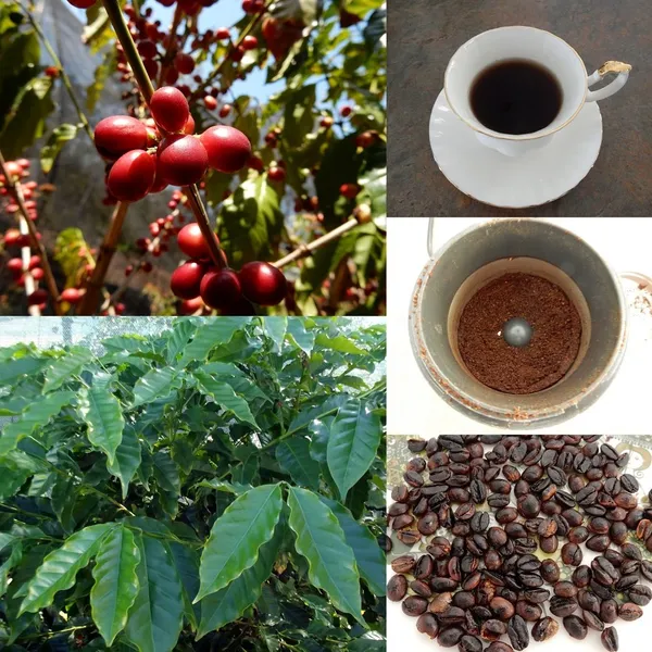 Coffee_Plant_For_Home_Gardening_(Hybrid,_Pack_Of_1)