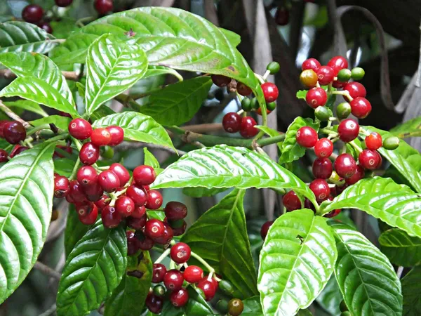 Coffee_Plant_For_Home_Gardening_(Hybrid,_Pack_Of_1)