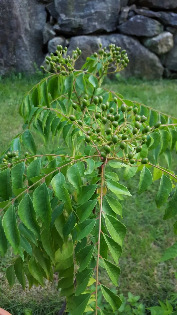 Curry_Leaf_Tree|_Kadi_Patta_Plant