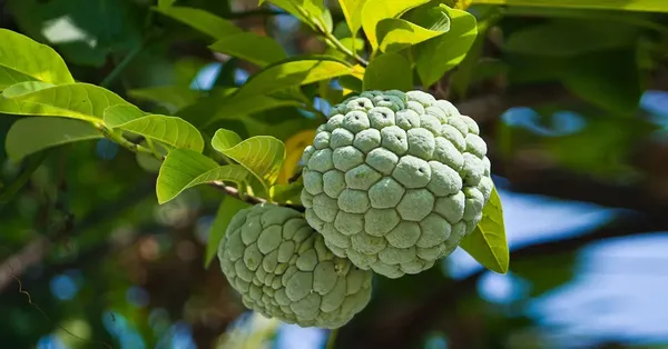 Custard_Apple_Fruit_Plant_(Pack_of_1)