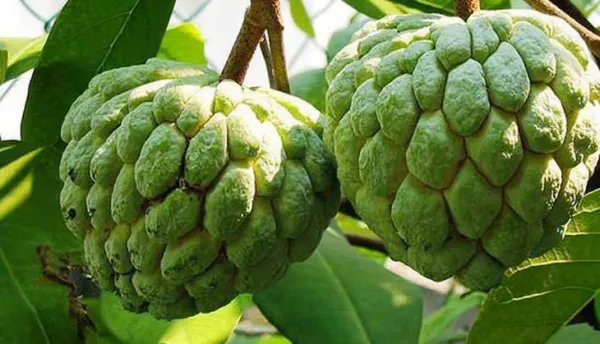 Custard_Apple_Fruit_Plant_(Pack_of_1)