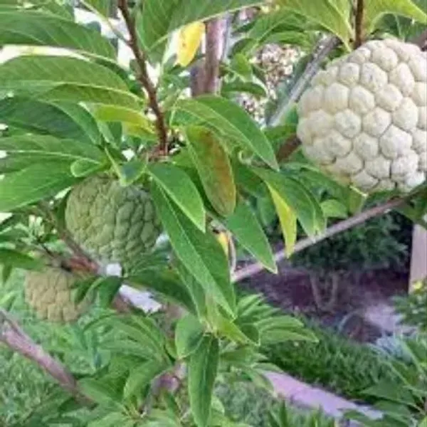 Custard_Apple_Fruit_Plant_(Pack_of_1)