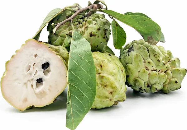 Custard_Apple_Fruit_Plant_(Pack_of_1)