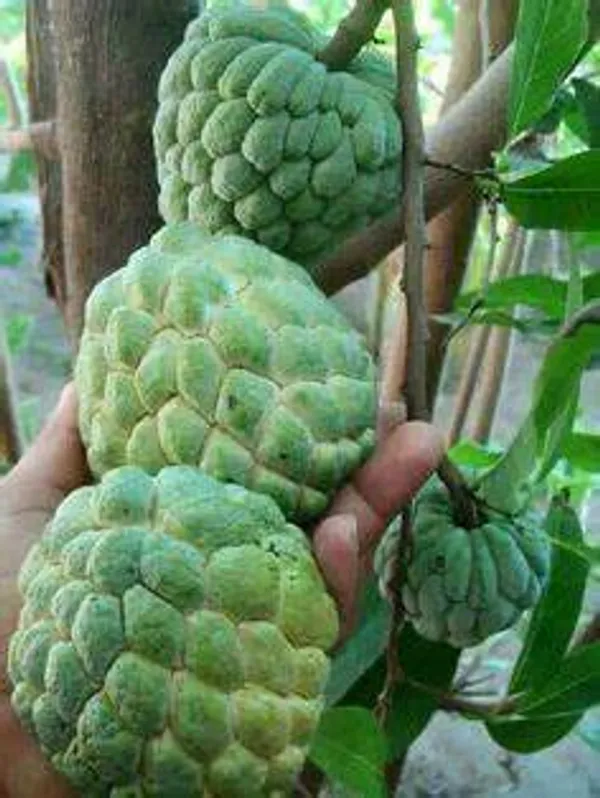 Custard_Apple_Fruit_Plant_(Pack_of_1)
