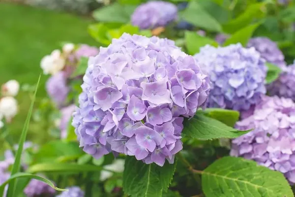 Hydrangea_Flower_Plant_Purple_Mix_Outdoor_Gardening