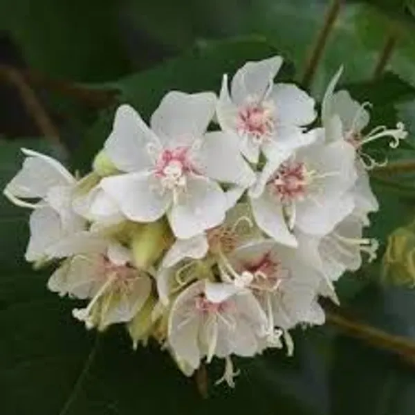 Dombeya_White_Flower_Plant