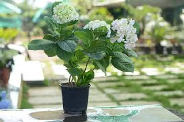 Hydrangea_White_Mix_Flower_Plant