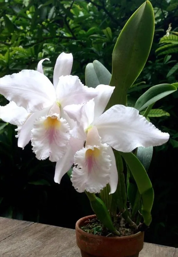 DENDROBIUM_ORCHID_PLANT_(1.5-3_Feet_Height_Pack_Of_1)