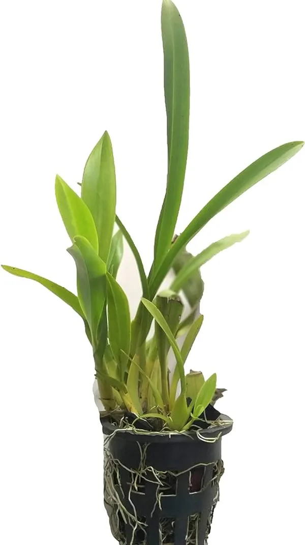 DENDROBIUM_ORCHID_PLANT_BY_COLOR_(Pack_Of_1)