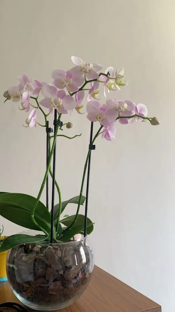 DENDROBIUM_ORCHID_PLANT_BY_COLOR_11