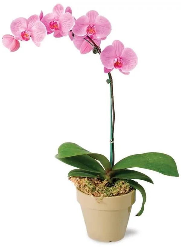 DENDROBIUM_ORCHID_PLANT_BY_COLOR_13