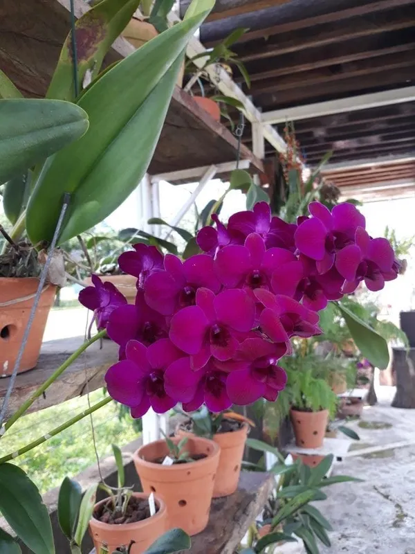 DENDROBIUM_ORCHID_PLANT_(1.5-3_Feet_Height_Pack_Of_1)
