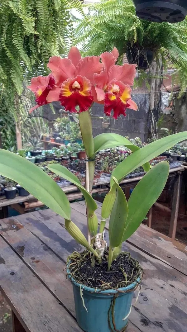 DENDROBIUM_ORCHID_PLANT_BY_COLOR_(1.5-2_Feet_Height_Pack_Of_1)