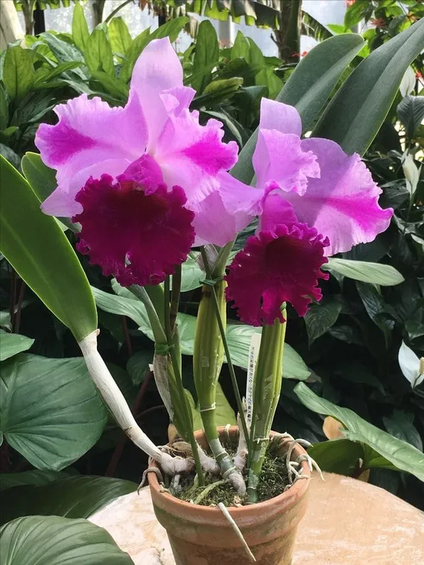 DENDROBIUM_ORCHID_PLANT_BY_COLOR_(Pack_Of_1)