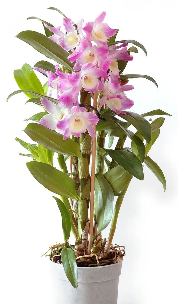 DENDROBIUM_ORCHID_PLANT_BY_COLOR_19