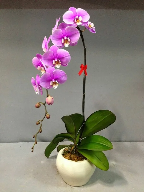 DENDROBIUM_ORCHID_PLANT_BY_COLOR_20