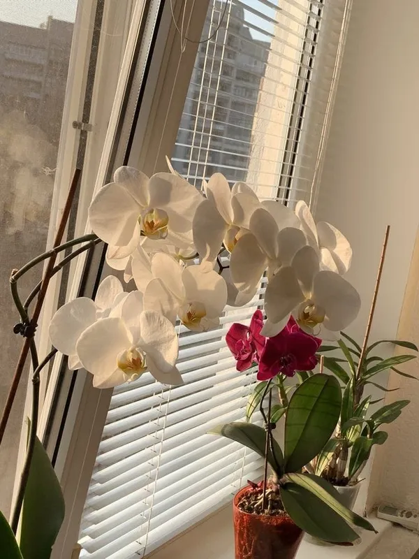DENDROBIUM_ORCHID_PLANT_(1.5-3_Feet_Height_Pack_Of_1)