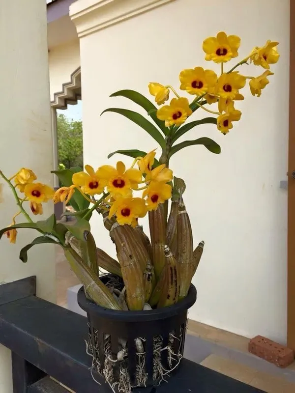 DENDROBIUM_ORCHID_PLANT_(1.5-3_Feet_Height_Pack_Of_1)