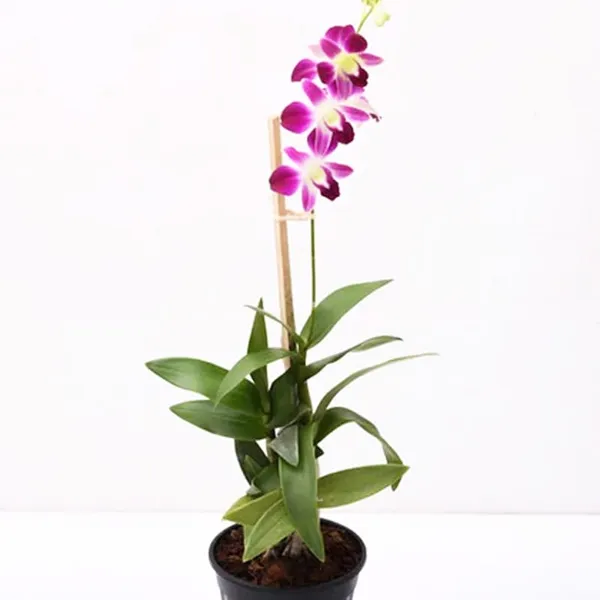 DENDROBIUM_ORCHID_PLANT_BY_COLOR_4