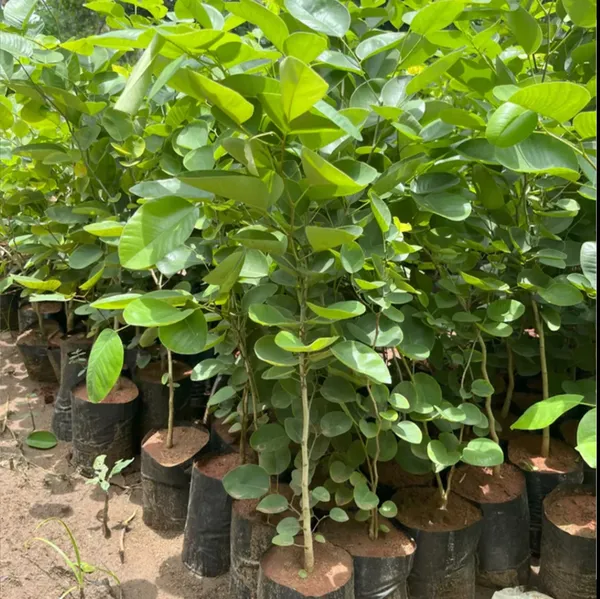 Red_Sandalwood_Hybrid_Plant_Healthy_Live_Plant