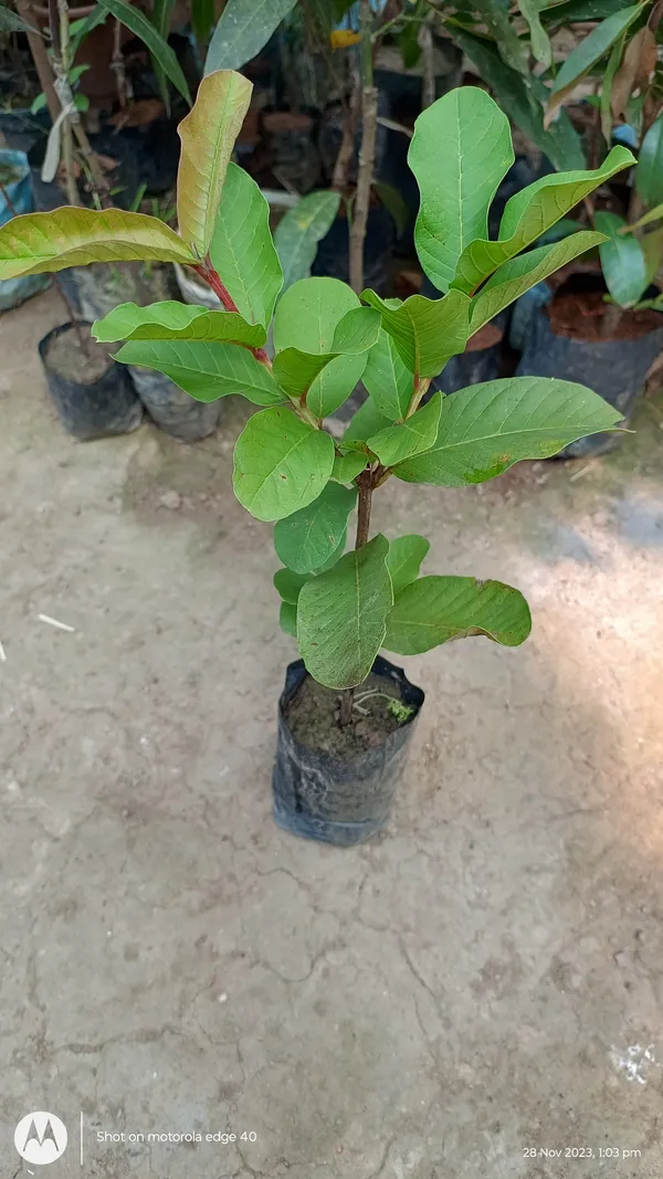 Thai_Sweet_Guava_Hybrid_Fruit_Plant