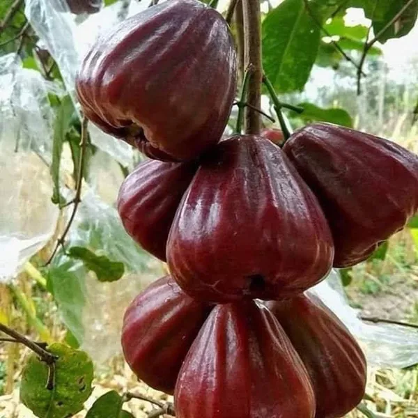 Dalhari_Chamba_Exotic_Fruit_Plant_(Syzygium_Samarangense)