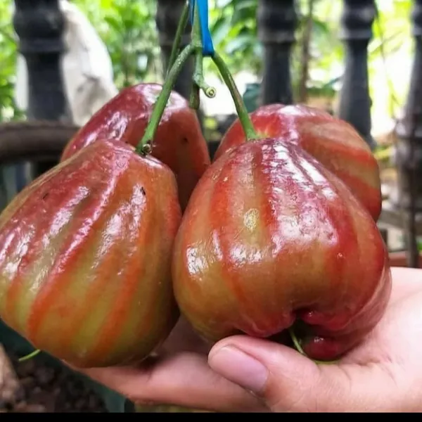 Dalhari_Chamba_Exotic_Fruit_Plant_Syzygium_Samarangense